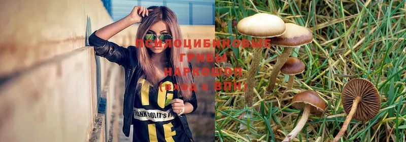 Псилоцибиновые грибы Psilocybe  где купить   Курск 